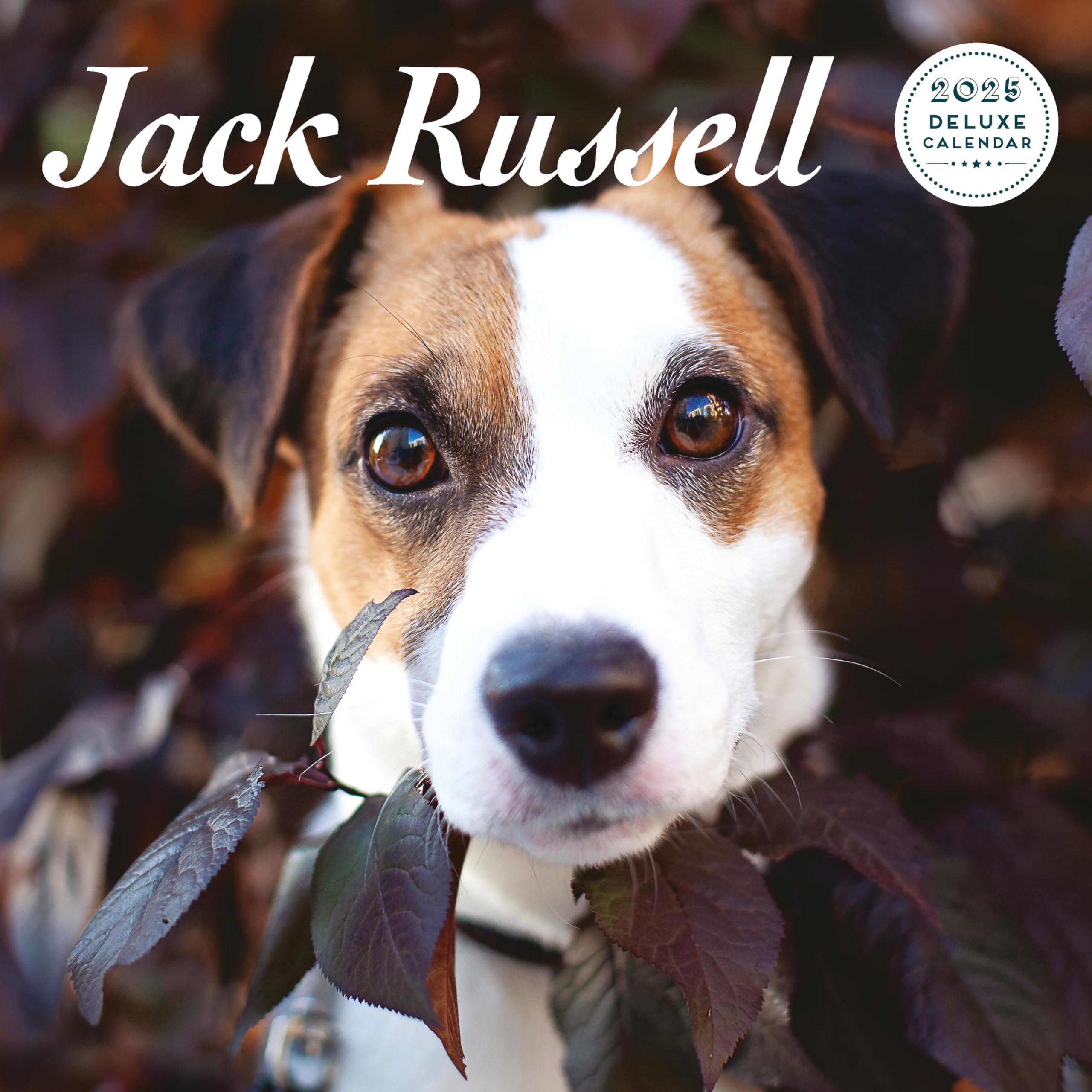Jack Russell 2025 Deluxe Calendar