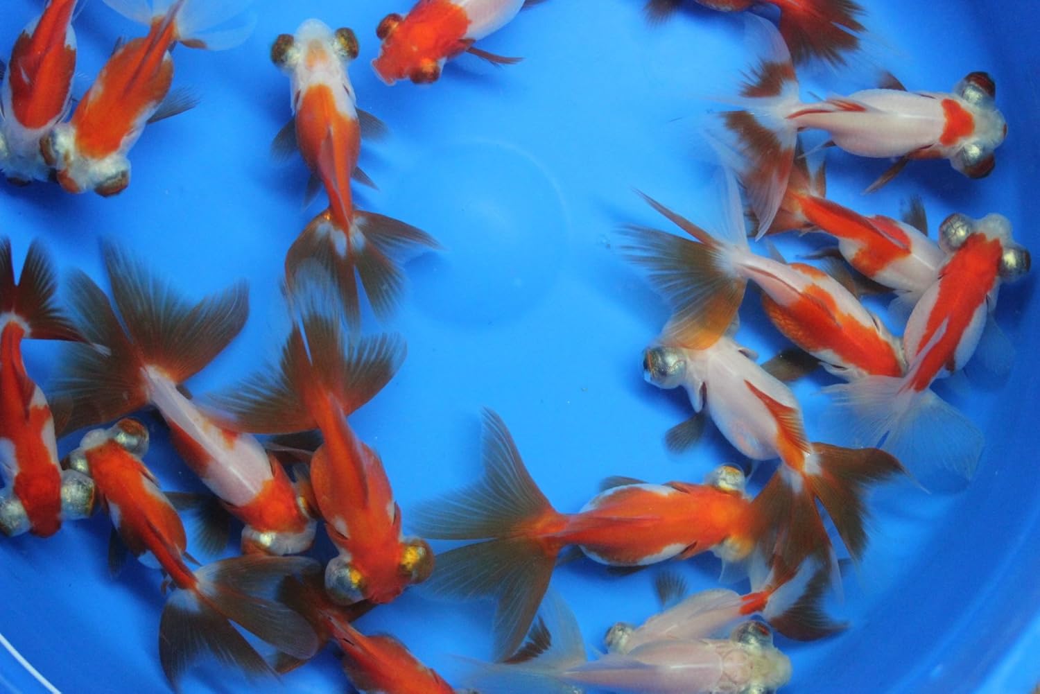 butterfly tail goldfish