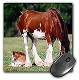 3dRose LLC 8 x 8 x 0.25 Inches Mouse