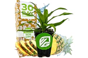 Florida Special Pineapple Live Plant - Ananas Comosus - Wellspring Gardens Starter Plant - Ideal Pineapple Plant Live Easy to Grow Starter Plant Great for Outdoor and Patio Planting Growth Potential