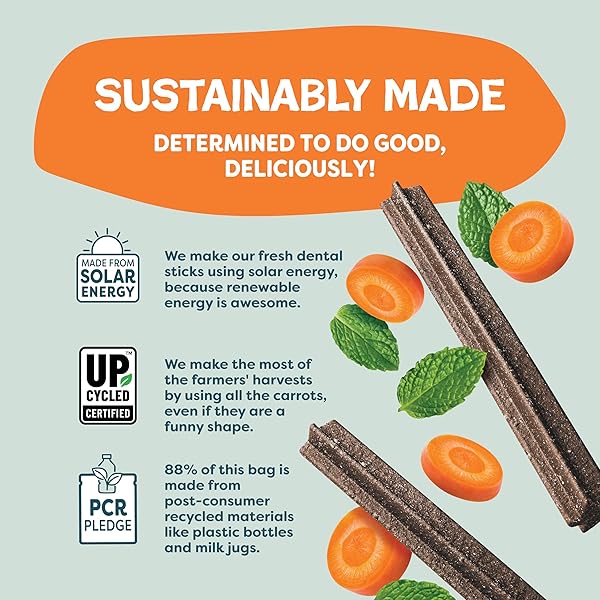 SHAMELESS PETS CARROT & MINT DENTAL CHEWS FOR DOGS, 32 CHEWS – NATURAL DOG TEETH CLEANING TREATS WITH FRESH BREATH BENEFITS | GRAIN-FREE DENTAL STICKS FOR SMALL, MEDIUM & LARGE DOGS