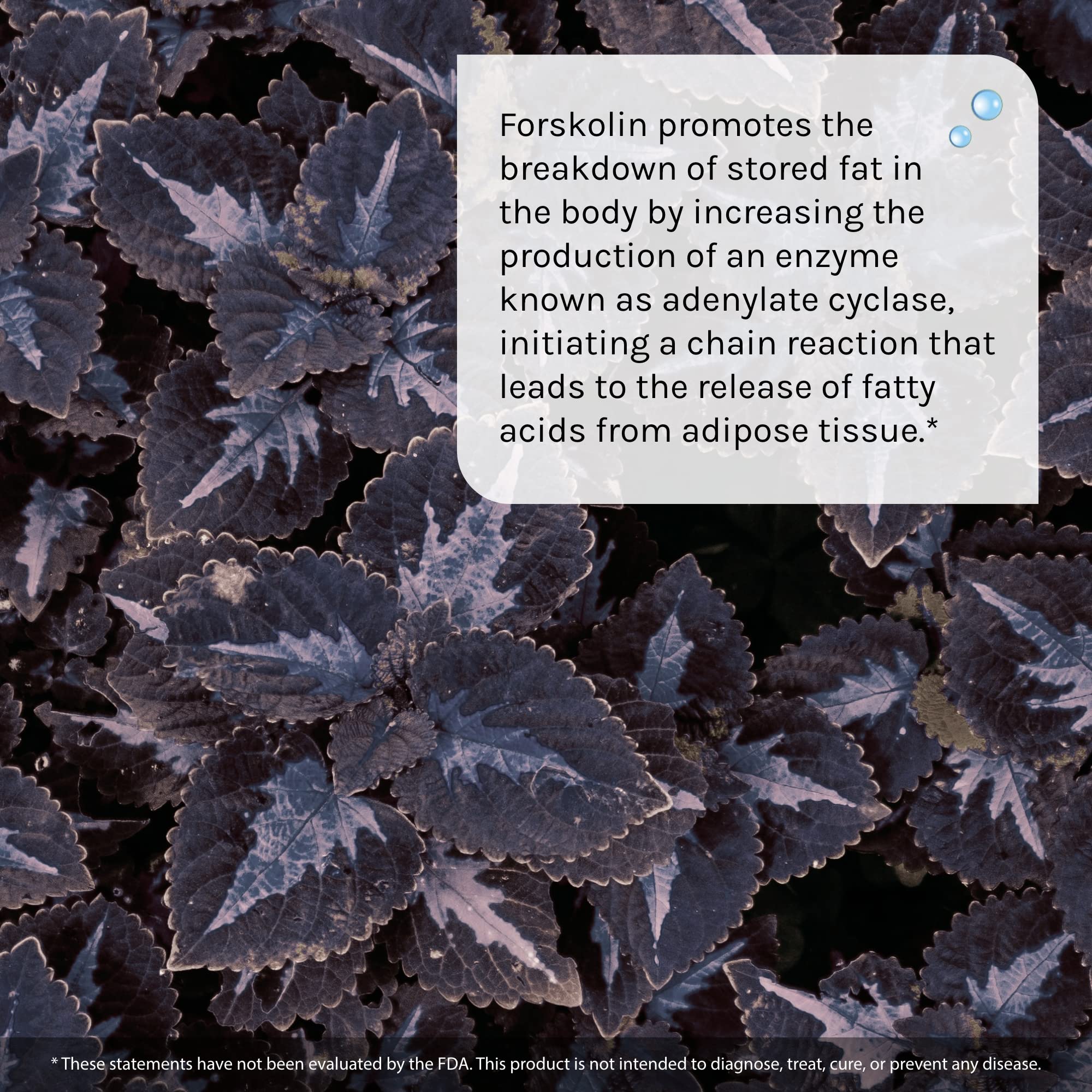 Irwin Naturals Forskolin Fat Loss Diet Supplement, 60 Count