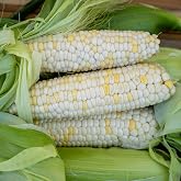 Plant Good Seed Organic Zanadoo Sweet Corn Bulk Seeds: 500 Count | Crisp Bicolor Sweet Corn, Sugary Tender Kernels, Strong Germination in Cool Soils, Dependable Home Garden Ear, Non-GMO