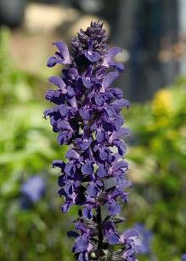 10 SALVIA SUPERBA 'ADORA BLUE' MINI PLUG PLANTS HARDY PERENNIAL