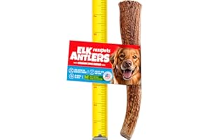 REXIPETS Large Elk Antlers for Dogs - Long Lasting Chews for Aggressive Chewers - Natural, Real Dog Antler Treats & Toys - Naturally Shed in USA