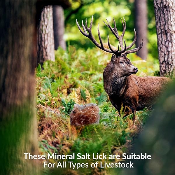 HIMALAYAN NATURE ANIMAL LICKING PINK SALT ROCK LICK DEER| 5 POUND