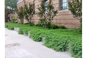 FLORIDA FOLIAGE Juniper Blue Pacific - 30 Live Plants - Drought Tolerant Cold Hardy Evergreen Ground Cover