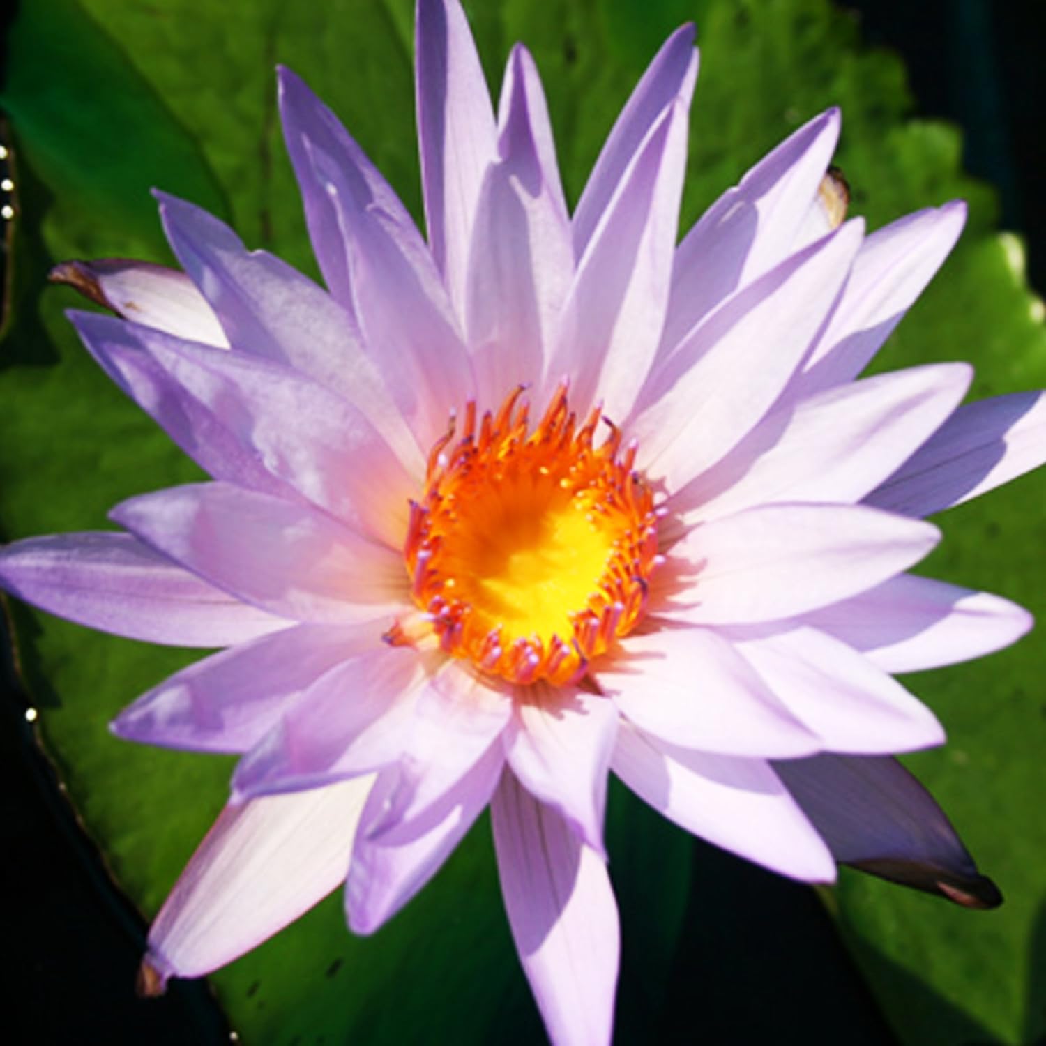 Tropical Water Lily Tuber Live Aquatic Plants for Freshwater Fish Pets