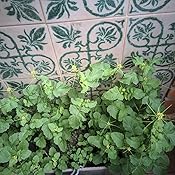 Semillas Aromáticas - Menta Spicata (Hierbabuena) - Batlle: Amazon ...