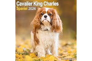 Cavalier King Charles Spaniel 2026 Calendar | Square Wall Calendar | Dog Breed Gift | Plastic Free Packaging | by Avonside Publishing