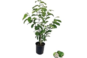 WEKIVA FOLIAGE Soursop Tree - Pawpaw Plant - Live Tree in a 1 Gallon Pot - 1-2 Feet Tall - Annona Muricata - Tropical Edible Fruit Bearing Tree