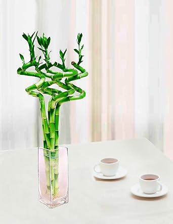 Lucky Bamboo 5 Stem 15 Curly W 10 H Clear Glass Vase Amazon