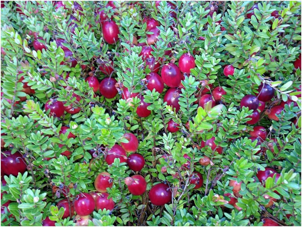 Vaccinium macrocarpon Pilgrim Cranberry Plant in 9 cm Pot Amazon.co