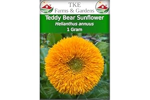 TKE Farms & Gardens - Teddy Bear Sunflower Seeds for Planting, 1 Gram, 30 Heirloom Seeds, Non-GMO, Packet Includes Instructions for Growing, Helianthus annuus, Qty 1