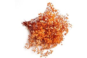 Birtlynn Preserved Baby's Breath 3 Bunches, 100% Natrual Fresh Gypsophila Long Lasting Flowers for Vase Arrangements Home Decoration Photo Props Parties and Weddings, DIY Décor (Orange)