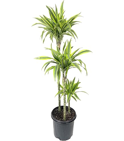 Amazon.com : Dracaena Marginata Cane - Live Plant in a 10 Inch Pot -  Dracaena Marginata - Easy Care Low Maintenance Indoor Air Cleaning Plant :  Patio, Lawn & Garden