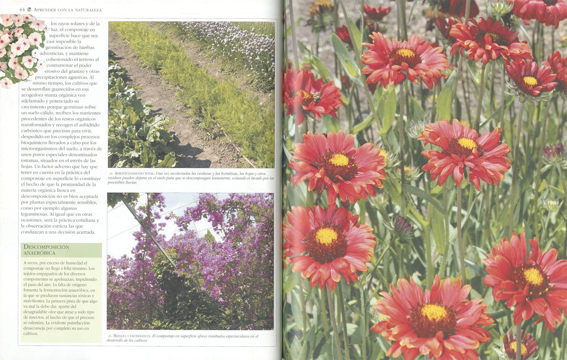 Compost Y Abonos Naturales Plantas De Jardin Plantas De Jardín ...