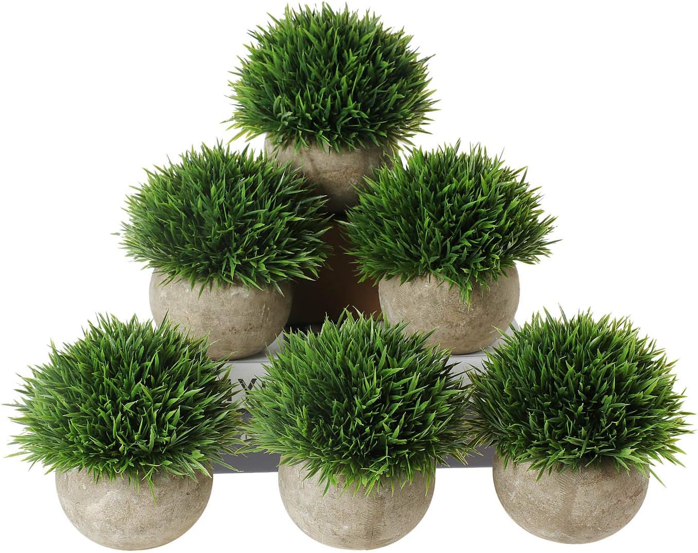 Best Green Home Decor Shrub