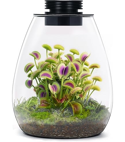 Amazon.com: Maintenance Free Live Pitcher Plant (Nepenthes tobaica