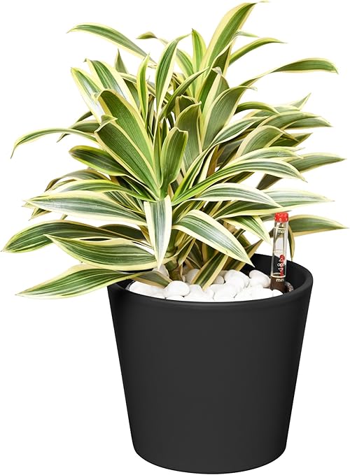 drachenbaum hydrokultur