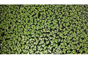 Portal Cool Seeds Package: Floating Seeds Aquarius: Duckweed Lemna Large Portion