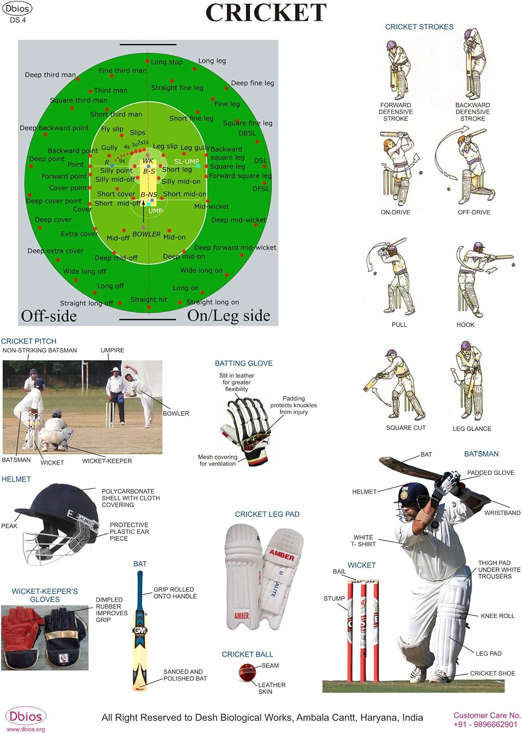 Dbios Digitally Printed Cricket Strokes Laminated Educational Charts ...