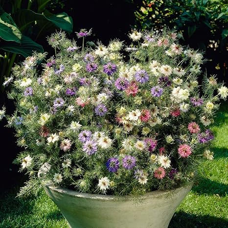 Flower Seed Nigella Damascena Persian Jewels Hardy Annual Love In A Mist Easy To Grow Summer Flowering Cut Flower 1 Packet 600 Seeds By Thompson And Morgan Amazon Co Uk Garden Outdoors