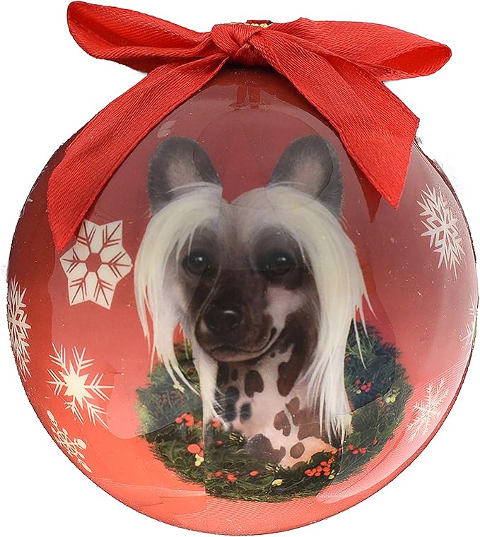 baby chinese crested