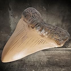 Fossilized Teeth and Claws of Various Prehistoric
