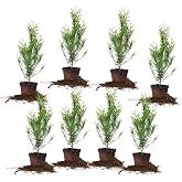 Perfect Plants Thuja Green Giant Arborvitae, 2 ft (8-Pack), Privacy Trees | Grows 3-5 feet per year, fast growing evergreen screen for hedges and natural fences, zones 5-9, dense foliage, full sun