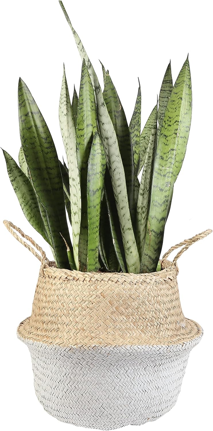 zebra plant yard garden outdoor living on Amazon Com Costa Farms Snake Live Indoor Plant 20 Inches Tall 2 Feet Sansevieria Zeylanica Garden Outdoor