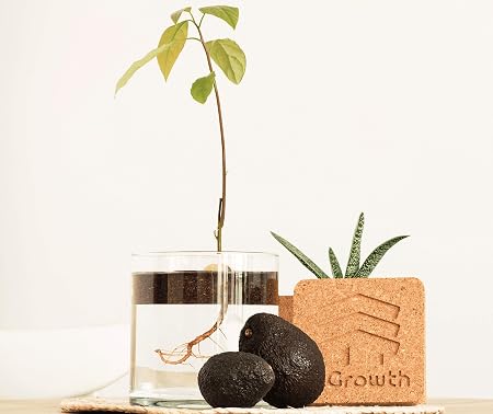 InGrowth Kit jardinería Interior para germinar y Plantar tu árbol ...