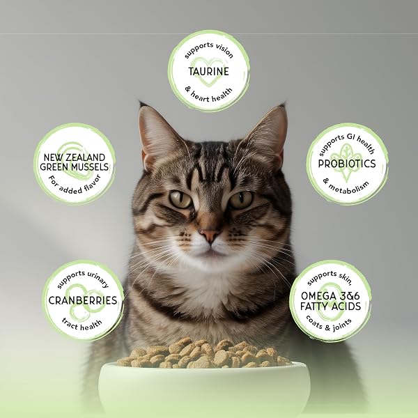 BLACKWOOD BOUNTY DRY CAT FOOD, WHITEFISH & LENTIL RECIPE FOR ALL LIFE STAGES, 2 POUND BAG, HIGH PROTEIN, GRAIN FREE