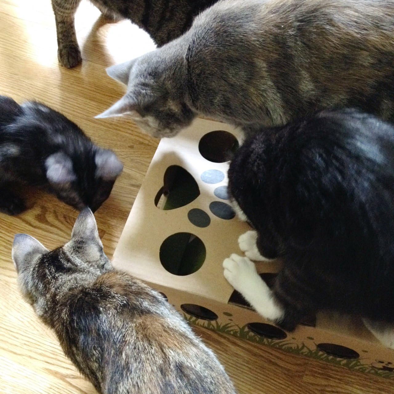 Cat Amazing – Best Cat Toy Ever! Interactive Treat Maze & Puzzle Feeder for Cats : Pet Mice And Animal Toys : Pet Supplies