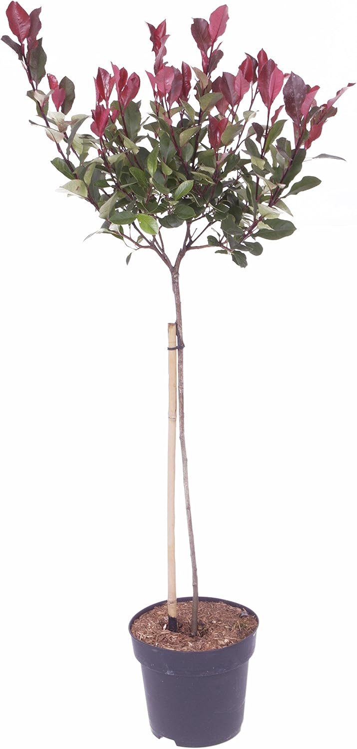 YouGarden Photinia 'Little Red Robin' Standard Tree (Approximately 65-90cm Incl. 3L Pot). Photinia Red Robin Tree in Pot Ready to Plant. Trees Outdoor Garden Ready. Trees for Garden - Image 5