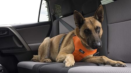 dog car harness crash tested