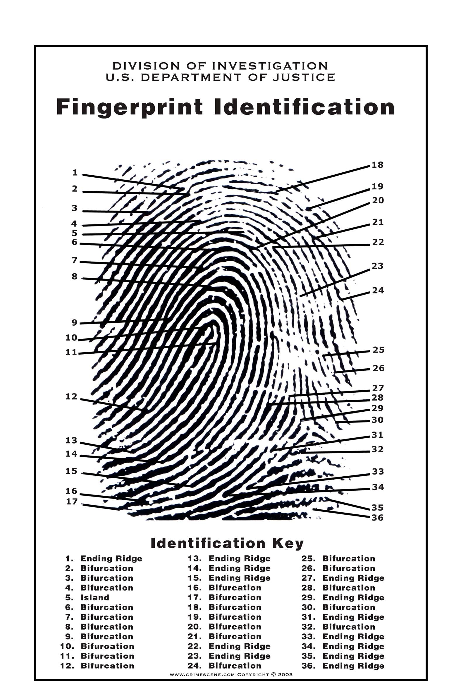 Crime Scene Fingerprint Chart, Poster Size 24