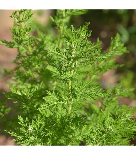 Amazon.com : 1000 Sweet Wormwood Artemisia Annua Sweet Annie Mugwort  Sagewort Fragrant Herb (Grand) Seeds : Patio, Lawn & Garden
