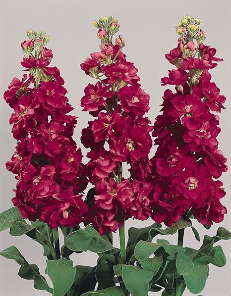 Amazon Com 100 Dwarf Stock Flowers Seed Scented Matthiola Incana Ten Week Crimson Garden Outdoor