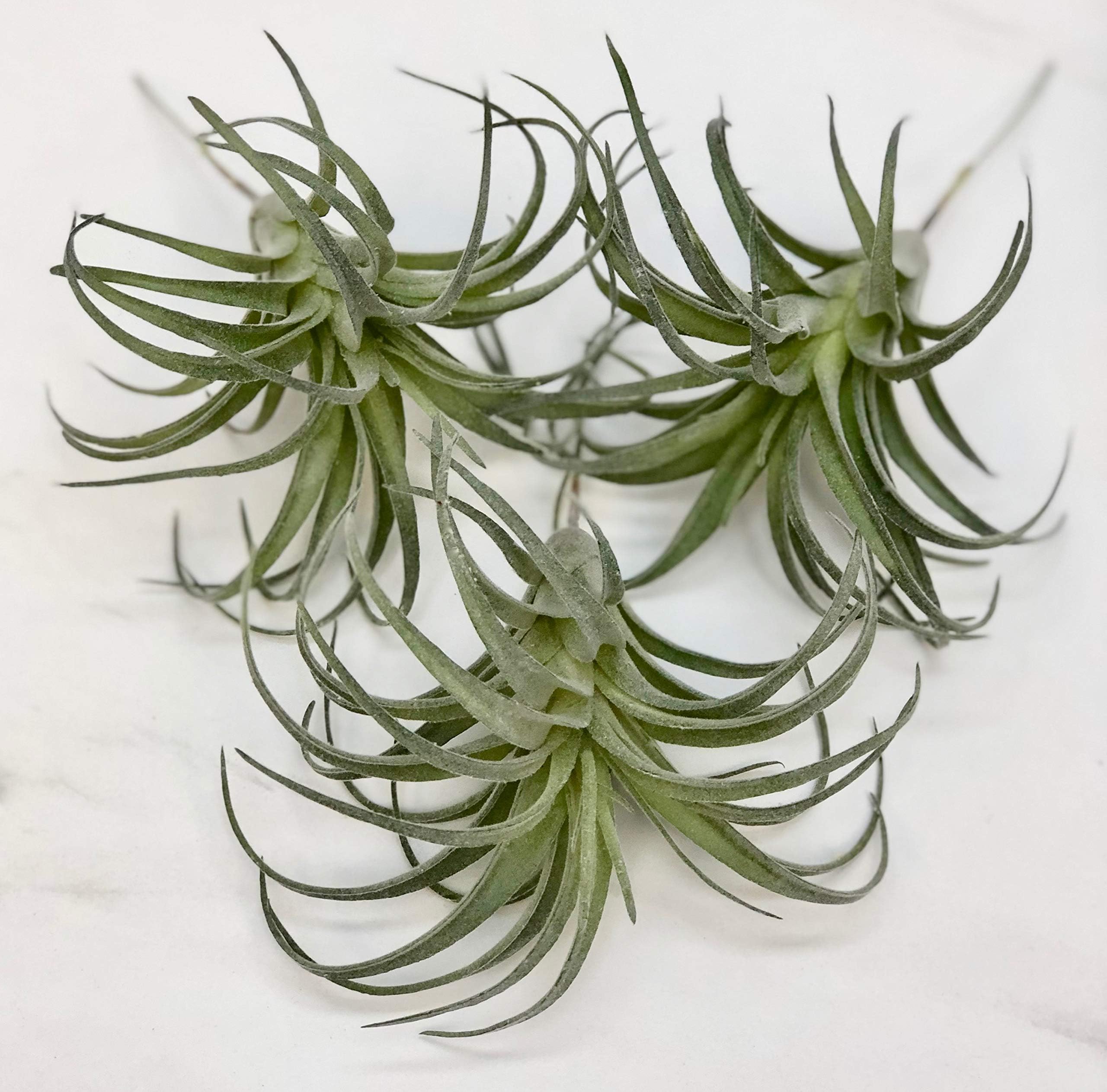 Silvercloud Trading Co. Artificial Air Plant - 3 Pack - 6" Tall - Succulent Trio