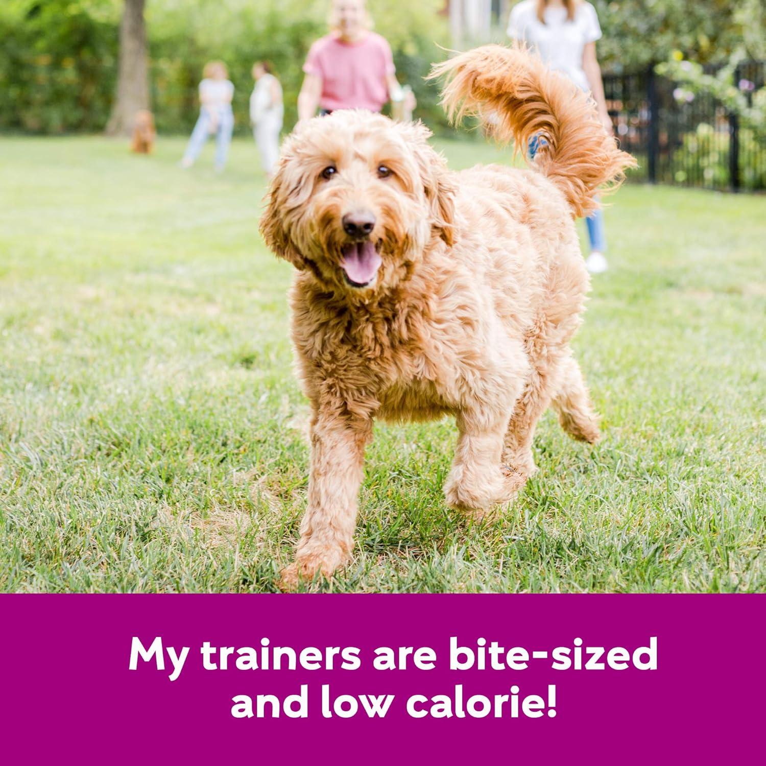 Buddy Trainers Dog & Puppy Training Treats for Small or Large Dogs, Made in USA, Natural Chicken Liver 7 oz : Pet Supplies