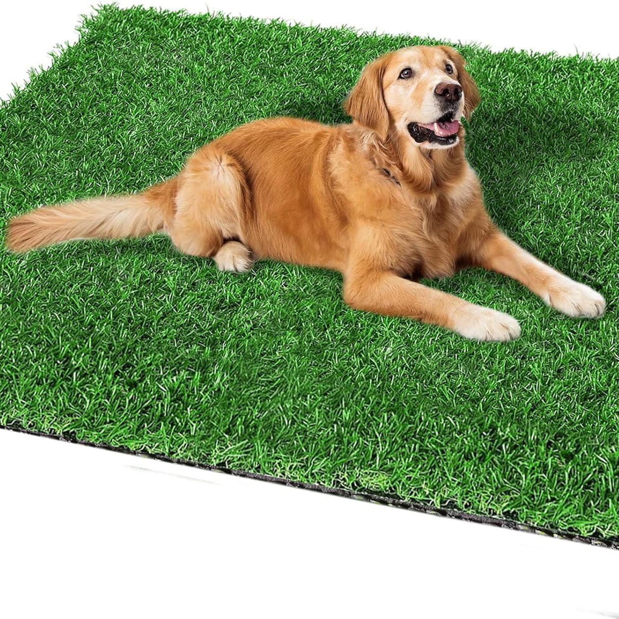 人工芝 ロール 芝生 ロール リアル芝生 人工芝シート 芝丈 3-3.5cm リアル 密度1.9倍 庭 ガーデニング ガーデン ベランダ バルコニー 屋上 テラス 芝生マット 防カビ 防火 排水 雑草防止 雑草 メンテナンス 不要 環境保護 ペットに優しい (春色, 芝丈30mm 1x2m)商品画像