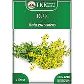 TKE Farms &amp; Gardens - Rue Seeds for Planting, 1 Gram, 500 Heirlooom Seeds, Non-GMO, Instructions Included, Ruta graveolens, Qty 1