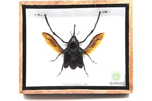 TAXIBUGS Real Exotic Giant Long Leg Weevil Snout Beetle (Cyrtotracheulus Dux) Male- Taxidermy Insect Bug Collection Framed in a Wooden Box as Pictured (Spread Wings)