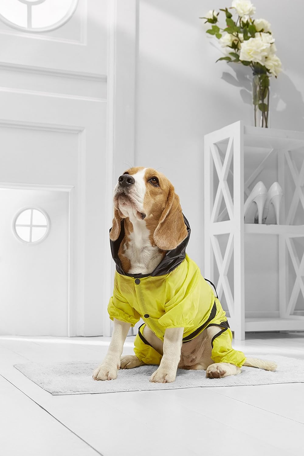 raincoat for beagle