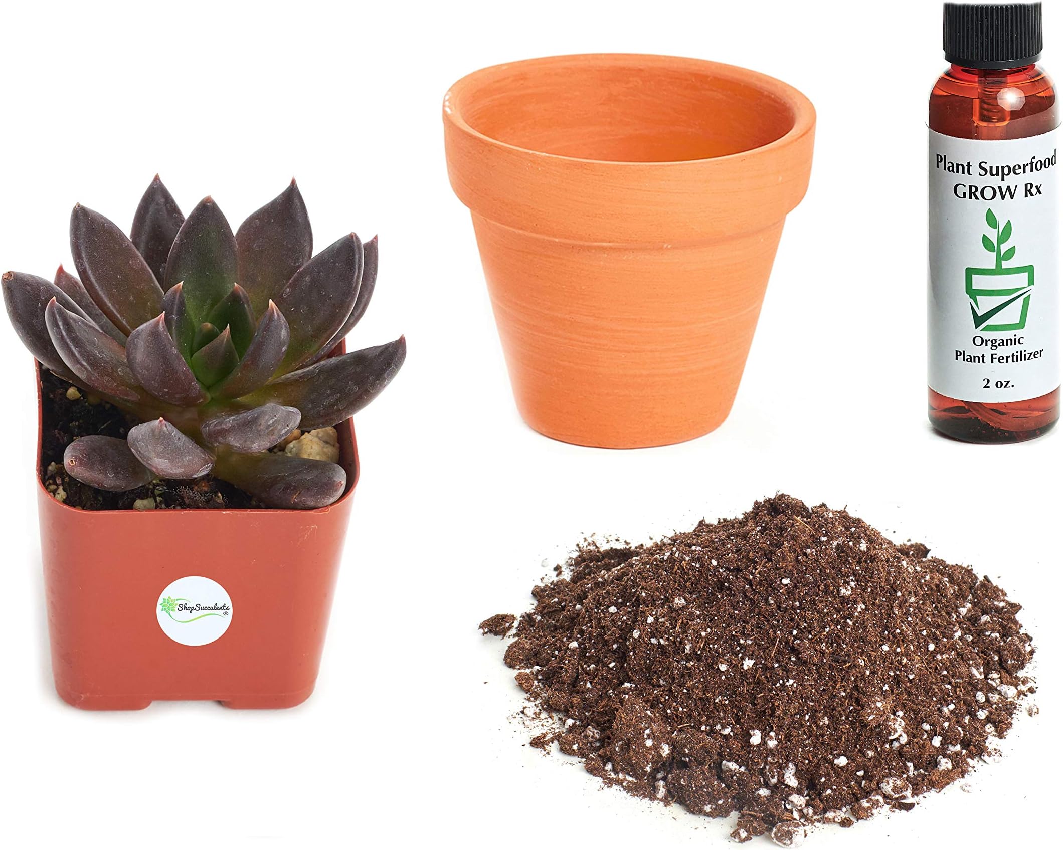 Shop Succulents | Live Echeveria 'Black Prince' Succulent Plant Kit, Hand Selected, Ideal for Home Décor or Wedding Events