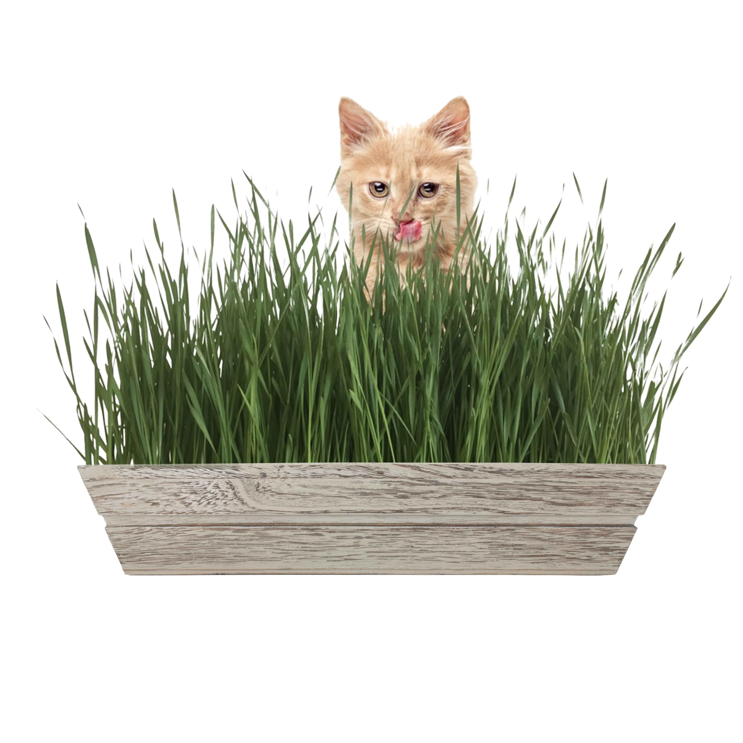 MICROGREEN PROS™ LIMITED EDITION Grey Organic Cat Grass Seeds Indoor Wooden Planter Kit