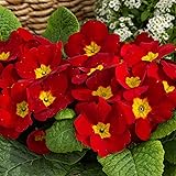 Outsidepride 100 Seeds Perennial Primula Scarlet