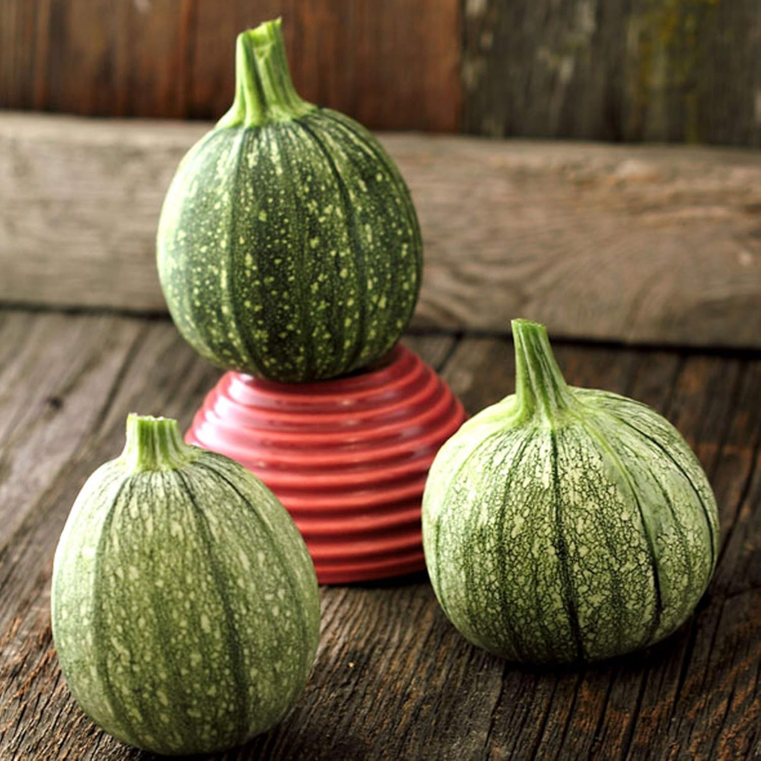 Round Zucchini Seeds 4 g 33 Seeds Heirloom, Open