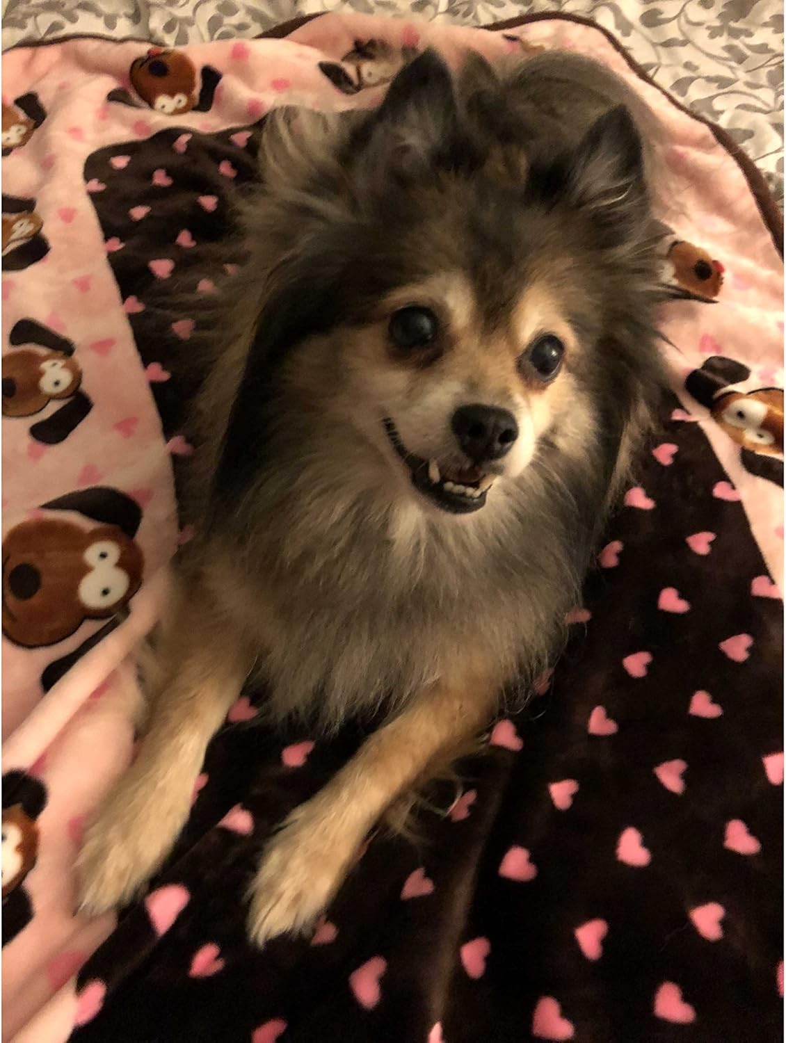 SmartPetLove Snuggle Puppy Blanket for Pets, Blue Pattern : Pet Bed Blankets : Pet Supplies